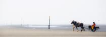 Pêche à la crevette à cheval sur une plage du Nord © Philip Plisson / Plisson La Trinité / AA36376 - Nos reportages photos - Panoramique horizontal