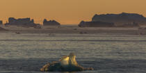 Late summer on the west coast of Greenland [AT] © Philip Plisson / Plisson La Trinité / AA37089 - Photo Galleries - Arctic
