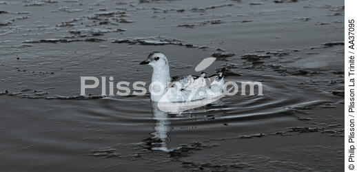 Fin d'été sur la côte ouest du Groenland - © Philip Plisson / Plisson La Trinité / AA37095 - Nos reportages photos - Oiseau marin