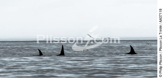 Fin d'été sur la côte ouest du Canada - © Philip Plisson / Plisson La Trinité / AA37118 - Nos reportages photos - Animal marin