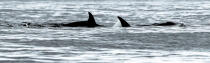 Fin d'été sur la côte ouest du Canada © Philip Plisson / Plisson La Trinité / AA37119 - Nos reportages photos - Animal marin