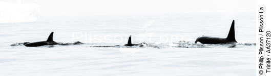 Fin d'été sur la côte ouest du Canada - © Philip Plisson / Plisson La Trinité / AA37120 - Nos reportages photos - Animal marin
