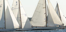 Les Voiles de Saint -Tropez © Philip Plisson / Plisson La Trinité / AA37448 - Photo Galleries - Traditional sailing