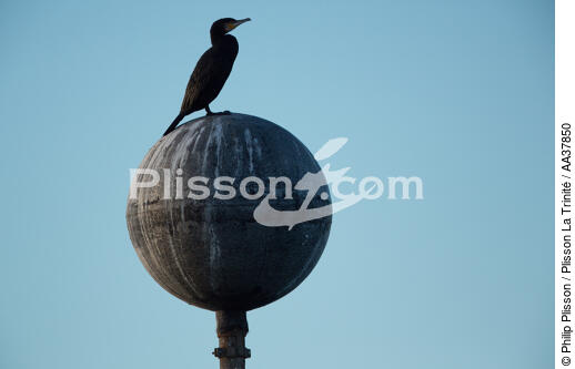Dans la lagune de venise - © Philip Plisson / Plisson La Trinité / AA37850 - Nos reportages photos - Site [It]