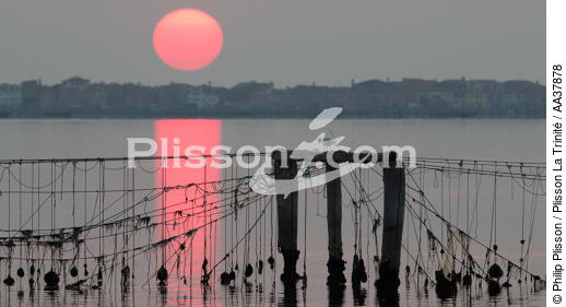 The shellfish activity in the Venice lagoon - © Philip Plisson / Plisson La Trinité / AA37878 - Photo Galleries - Italy