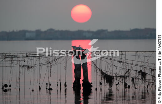 L'activité conchylicole dans la lagune de Venise - © Philip Plisson / Plisson La Trinité / AA37879 - Nos reportages photos - Italie