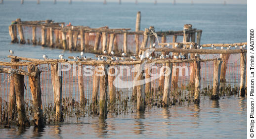 L'activité conchylicole dans la lagune de Venise - © Philip Plisson / Plisson La Trinité / AA37880 - Nos reportages photos - Site [It]