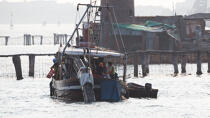L'activité conchylicole dans la lagune de Venise © Philip Plisson / Pêcheur d’Images / AA37883 - Nos reportages photos - Aquaculture
