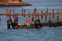 L'activité conchylicole dans la lagune de Venise © Philip Plisson / Plisson La Trinité / AA37885 - Nos reportages photos - Conchyliculture