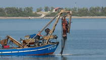 L'activité conchylicole dans la lagune de Venise © Philip Plisson / Plisson La Trinité / AA37886 - Nos reportages photos - Conchyliculture