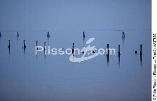 L'activité conchylicole dans la lagune de Venise - © Philip Plisson / Plisson La Trinité / AA37892 - Nos reportages photos - Site [It]