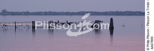 The shellfish activity in the Venice lagoon - © Philip Plisson / Plisson La Trinité / AA37893 - Photo Galleries - Venetian lagoon