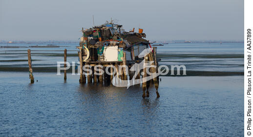 L'activité conchylicole dans la lagune de Venise - © Philip Plisson / Plisson La Trinité / AA37899 - Nos reportages photos - Site [It]