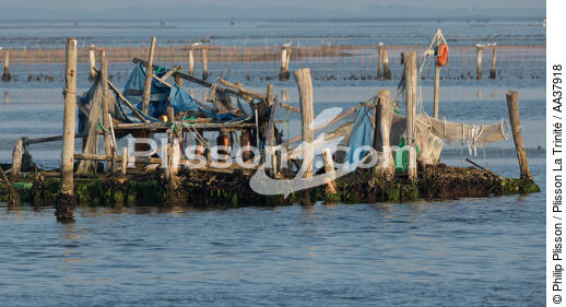 La conchyluculture dans la lagune de Venise - © Philip Plisson / Plisson La Trinité / AA37918 - Nos reportages photos - Site [It]