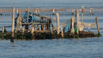 La conchyluculture dans la lagune de Venise © Philip Plisson / Pêcheur d’Images / AA37918 - Nos reportages photos - Aquaculture