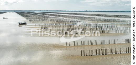 Mussel culture in the bay of Mont Saint-Michel - © Philip Plisson / Plisson La Trinité / AA38225 - Photo Galleries - Manche [The]