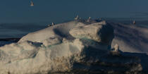 © Philip Plisson / Plisson La Trinité / AA38581 On the west coast of Greenland - Photo Galleries - Ground shot