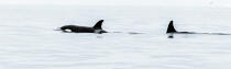 © Philip Plisson / Plisson La Trinité / AA38588 Orca on the west coast of Greenland - Photo Galleries - Ground shot