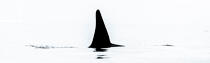 © Philip Plisson / Plisson La Trinité / AA38589 Orca on the west coast of Greenland - Photo Galleries - Greenland