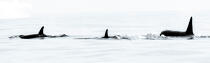 © Philip Plisson / Plisson La Trinité / AA38590 Orca on the west coast of Greenland - Photo Galleries - Ground shot