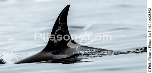 Orca on the west coast of Greenland - © Philip Plisson / Plisson La Trinité / AA38592 - Photo Galleries - Greenland
