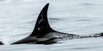 © Philip Plisson / Plisson La Trinité / AA38592 Orca on the west coast of Greenland - Photo Galleries - Ground shot