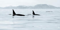 © Philip Plisson / Plisson La Trinité / AA38624 Orca on the west coast of Greenland - Photo Galleries - Ground shot