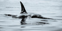 © Philip Plisson / Plisson La Trinité / AA38627 Orca on the west coast of Greenland - Photo Galleries - Ground shot