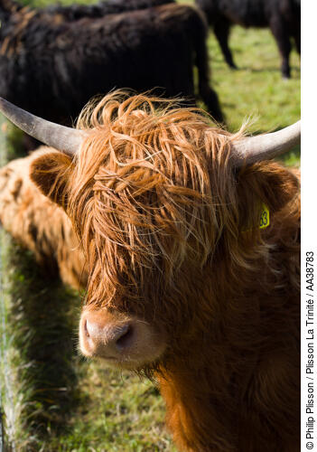 Highlander - © Philip Plisson / Plisson La Trinité / AA38783 - Photo Galleries - Cow