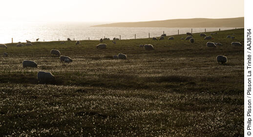 North Uist - © Philip Plisson / Plisson La Trinité / AA38764 - Photo Galleries - Sheep