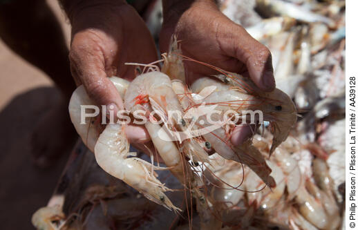 Jangaderos - © Philip Plisson / Plisson La Trinité / AA39128 - Nos reportages photos - Crustacé