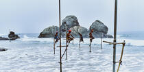 © Philip Plisson / Plisson La Trinité / AA39446 Fishermen on a stick in Sri Lanka - Photo Galleries - Keywords