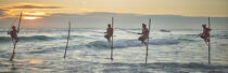 © Philip Plisson / Plisson La Trinité / AA39450 Fishermen on a stick in Sri Lanka - Photo Galleries - Keywords