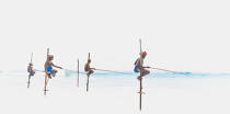© Philip Plisson / Plisson La Trinité / AA39458 Fishermen on a stick in Sri Lanka - Photo Galleries - Fishing