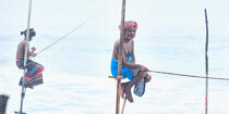 © Philip Plisson / Pêcheur d’Images / AA39461 Fishermen on a stick in Sri Lanka - Photo Galleries - Fisherman