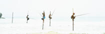 © Philip Plisson / Pêcheur d’Images / AA39485 Fishermen on a stick in Sri Lanka - Photo Galleries - People