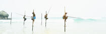 © Philip Plisson / Pêcheur d’Images / AA39484 Fishermen on a stick in Sri Lanka - Photo Galleries - Fishing