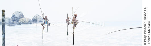 Fishermen on a stick in Sri Lanka - © Philip Plisson / Plisson La Trinité / AA39487 - Photo Galleries - Fisherman