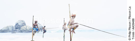 Fishermen on a stick in Sri Lanka - © Philip Plisson / Plisson La Trinité / AA39488 - Photo Galleries - Maritime activity
