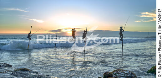 Pêcheurs sur échasse au Sri Lanka - © Philip Plisson / Plisson La Trinité / AA39497 - Nos reportages photos - Métier