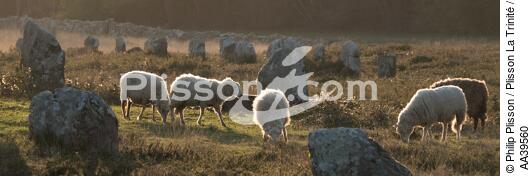 Moutons dans les Alignements de Carnac - © Philip Plisson / Plisson La Trinité / AA39560 - Nos reportages photos - Bretagne