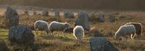 © Philip Plisson / Pêcheur d’Images / AA39560 Sheep in the Carnac Alignments - Photo Galleries - Morbihan