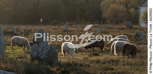 Sheep in the Carnac Alignments - © Philip Plisson / Plisson La Trinité / AA39563 - Photo Galleries - Carnac