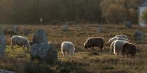 © Philip Plisson / Pêcheur d’Images / AA39563 Sheep in the Carnac Alignments - Photo Galleries - Plage de Donnant