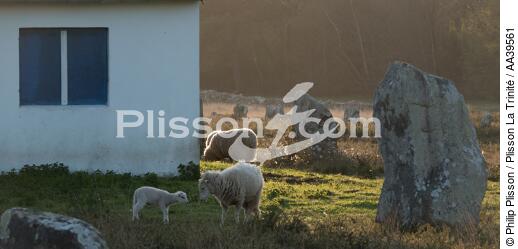 Moutons dans les Alignements de Carnac - © Philip Plisson / Plisson La Trinité / AA39561 - Nos reportages photos - Construction