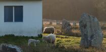 © Philip Plisson / Pêcheur d’Images / AA39561 Sheep in the Carnac Alignments - Photo Galleries - Plage de Donnant
