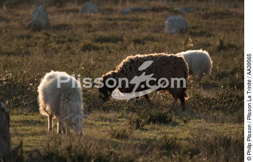 Moutons dans les Alignements de Carnac - © Philip Plisson / Plisson La Trinité / AA39565 - Nos reportages photos - Faune et Flore