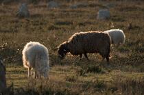 © Philip Plisson / Plisson La Trinité / AA39565 Sheep in the Carnac Alignments - Photo Galleries - France