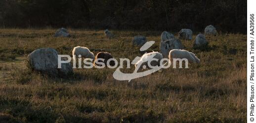 Moutons dans les Alignements de Carnac - © Philip Plisson / Plisson La Trinité / AA39566 - Nos reportages photos - Construction