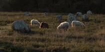 © Philip Plisson / Pêcheur d’Images / AA39566 Moutons dans les Alignements de Carnac - Nos reportages photos - Ville [56]